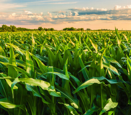 Beautiful,Field,View,,As,A,Spiritual,Person,,Nature,For,Me