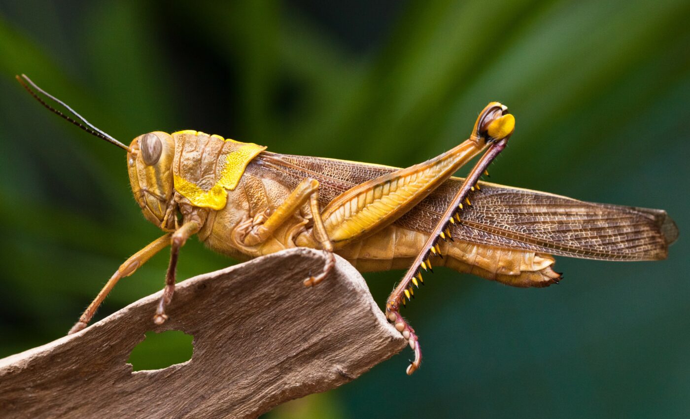 New clues about the feeding habits of grasshoppers
