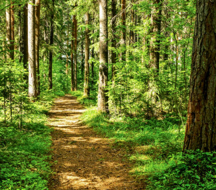 Forest,Trail,Scene.,Woodland,Path