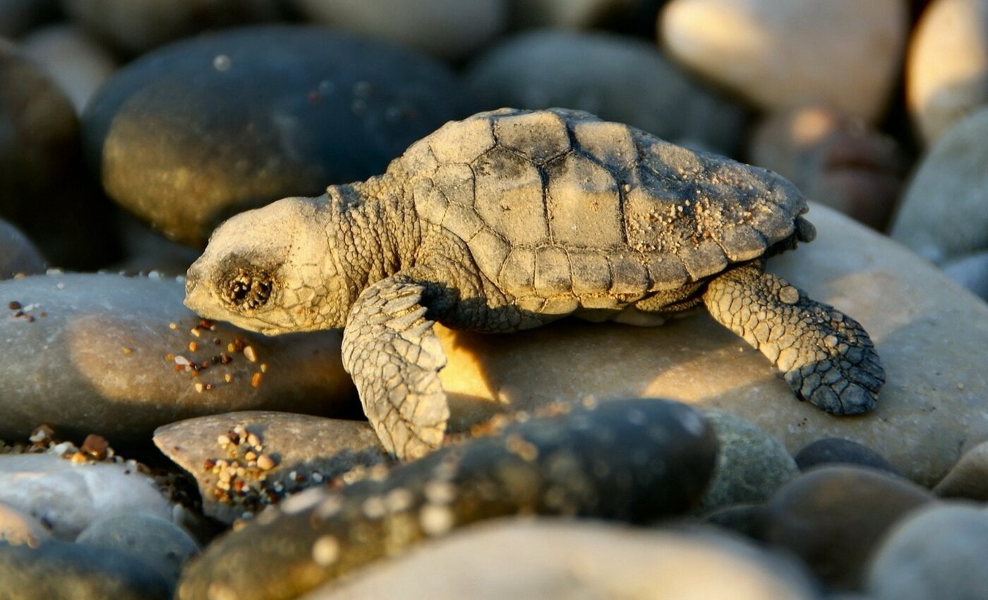 Thousands of sea turtles still dying on the east African coast