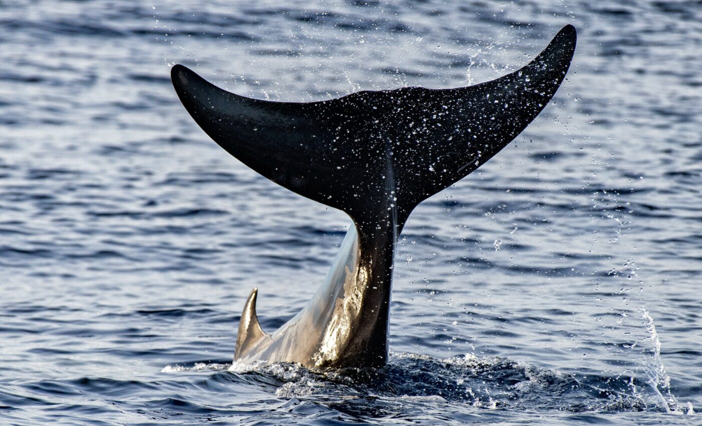 Some beaked whales live a "faster" lifestyle than expected