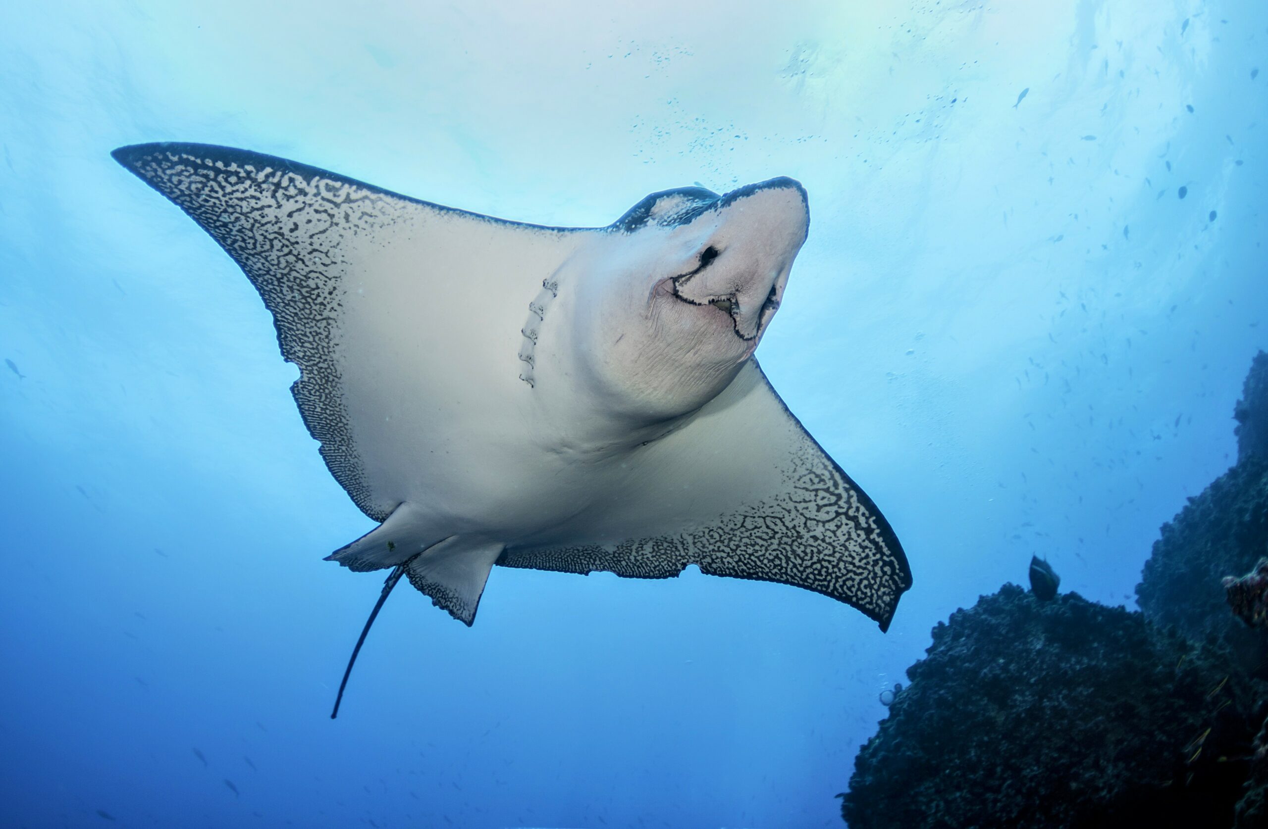 Manta-rays.jpg
