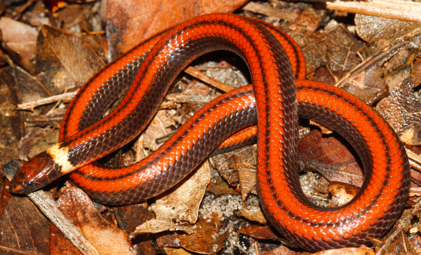 Beautiful new snake found in Paraguay