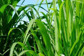 Plants help remove heavy metals from contaminated soil