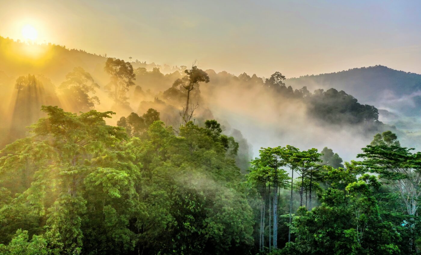 Rainforest tree death rates have doubled since the 80s