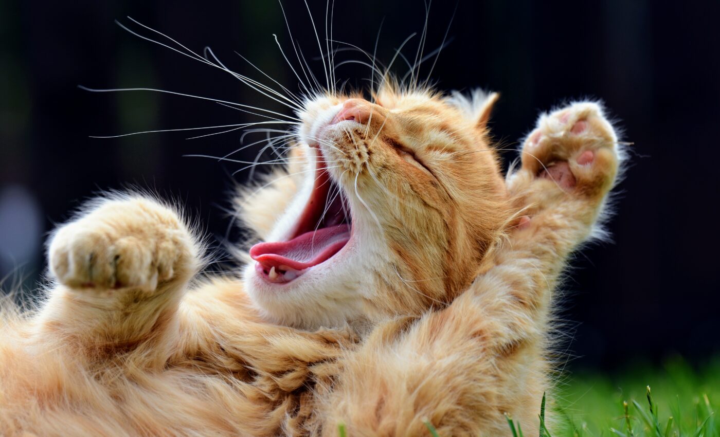 Yawning may have evolved to increase group vigilance