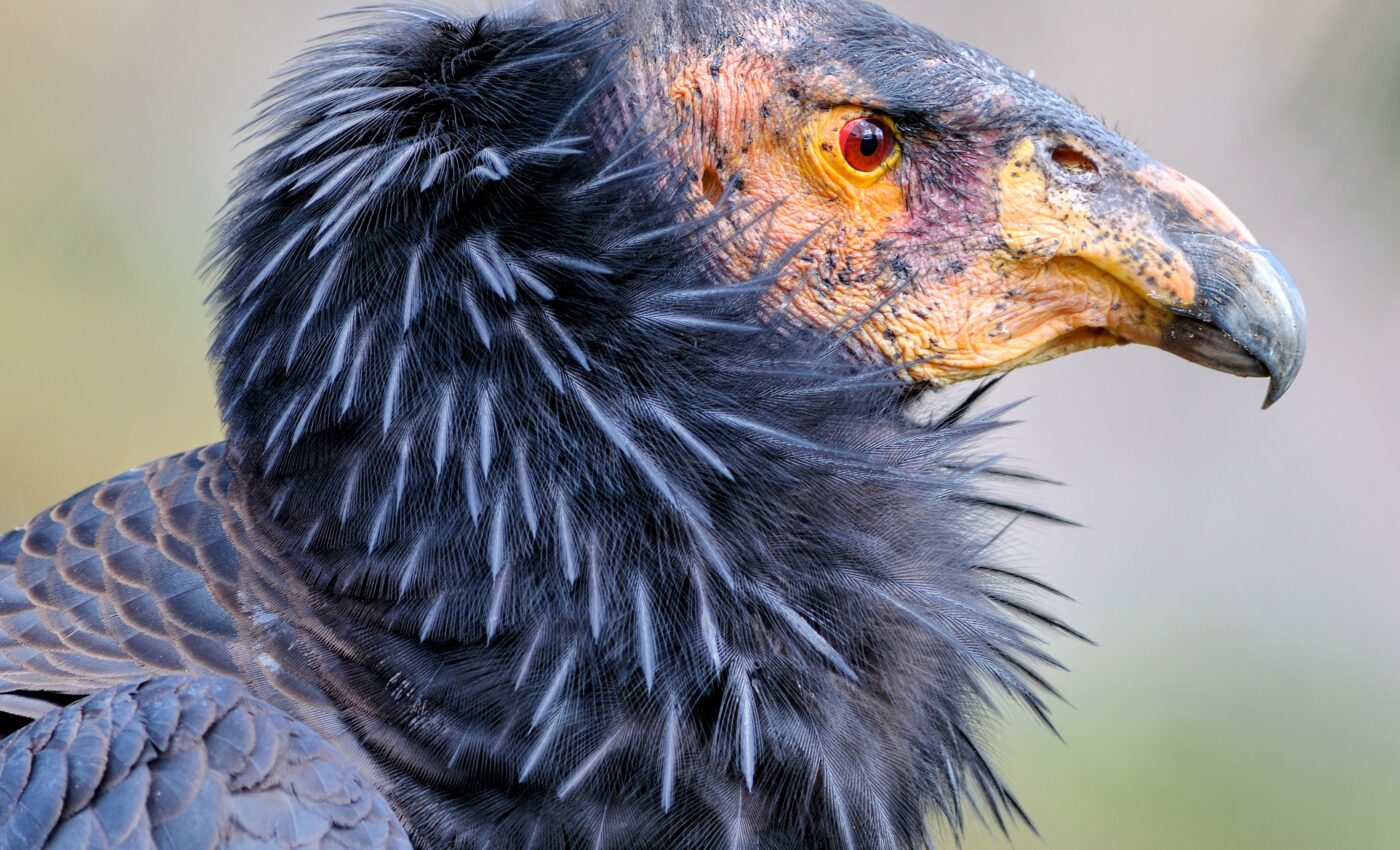 California condors are threatened by organic contaminants