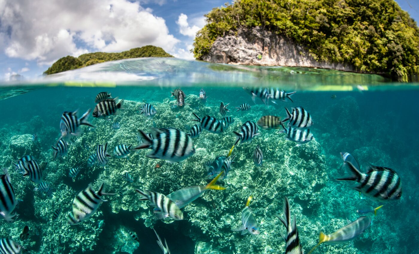 Autonomous vehicles will help monitor ocean health