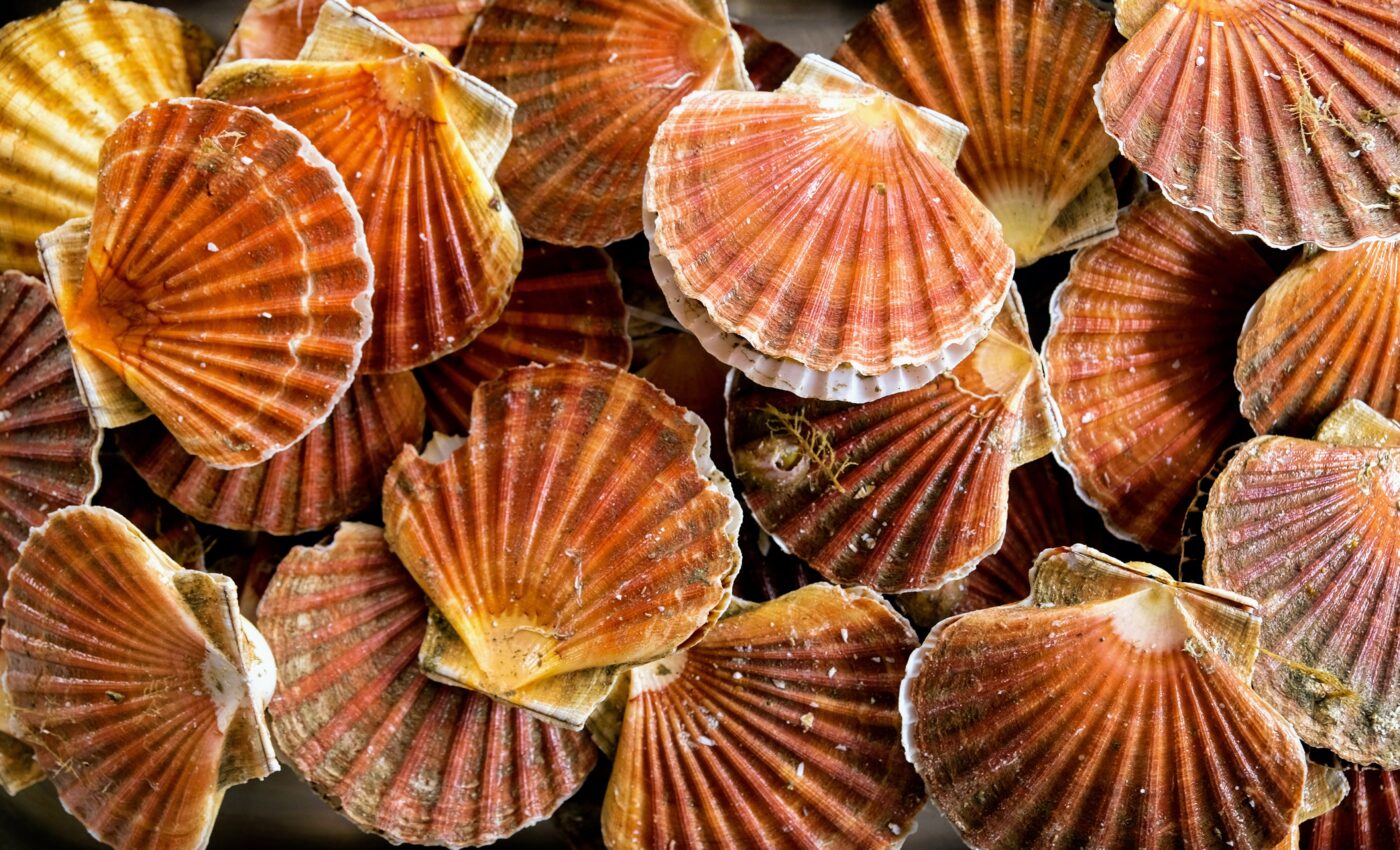 Breakthrough study reveals that scallops are attracted to light