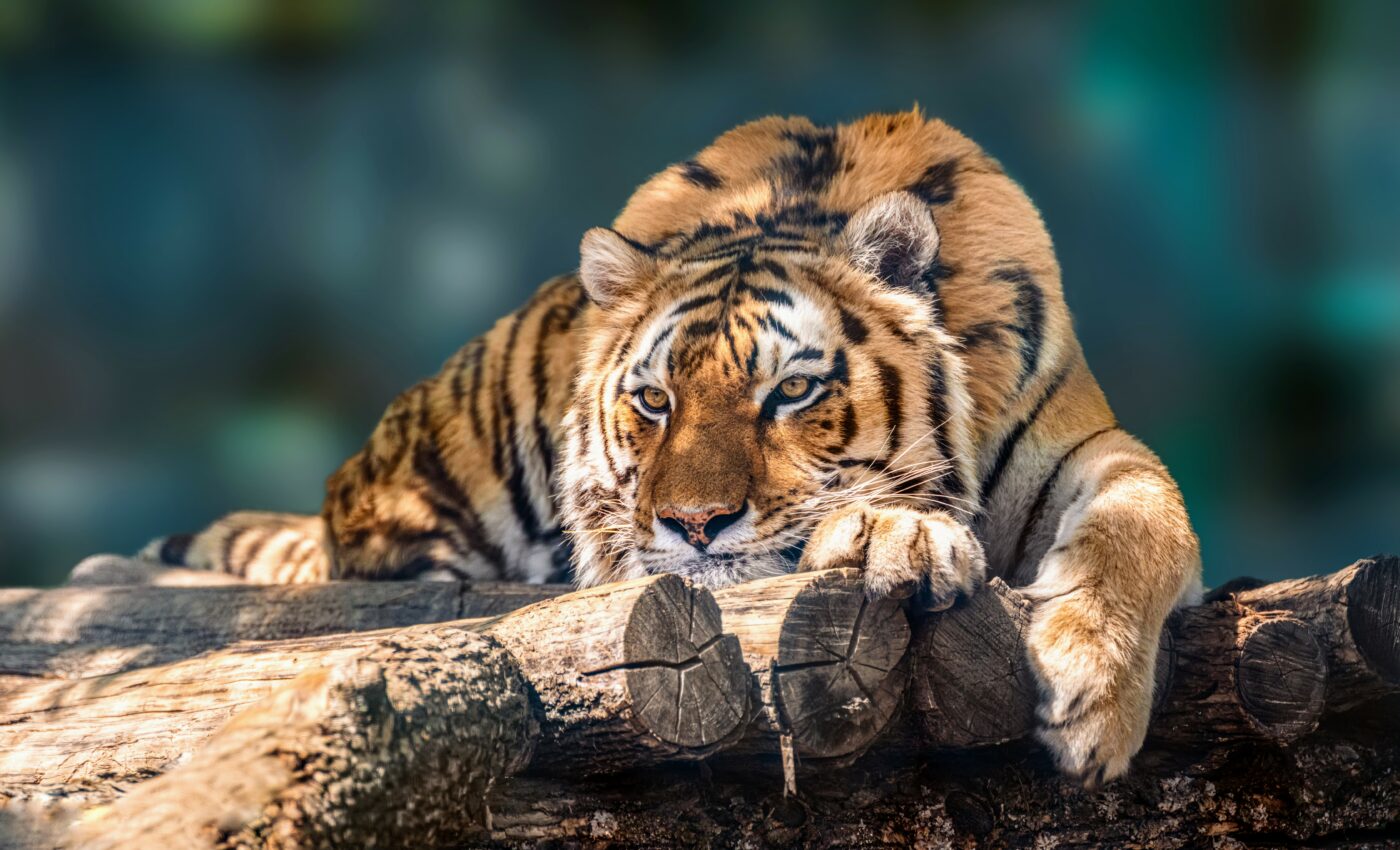 Tigers are threatened by road and railway development