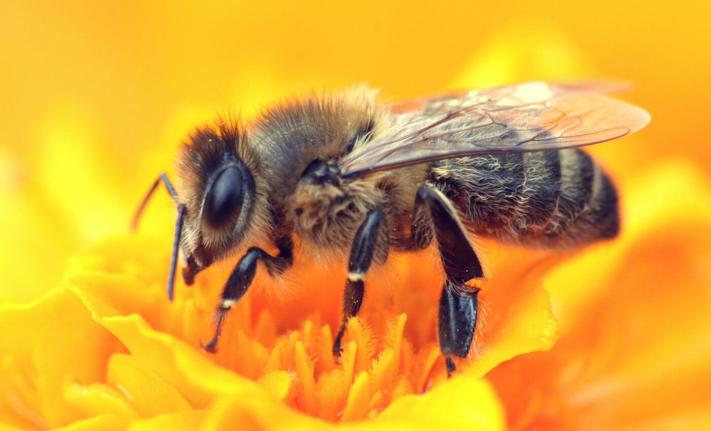Drones can assist efforts to save bees and other pollinators