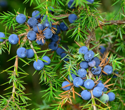 Junipers,,Berries,