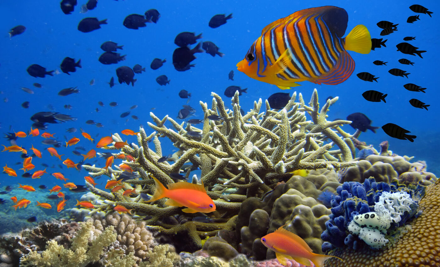 Corals need our help to survive global warming