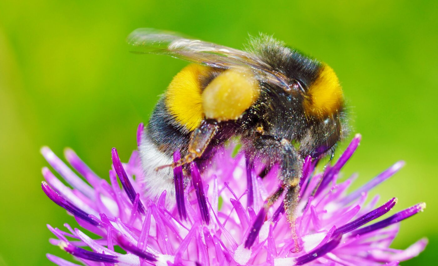 Multiple habitats must be protected to save bumblebees