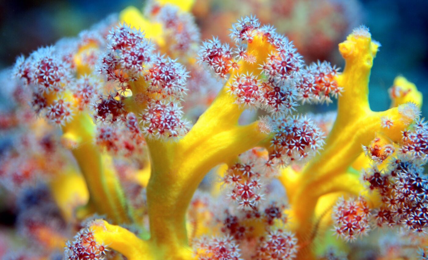 Chemical found in soft corals could be used to treat cancer