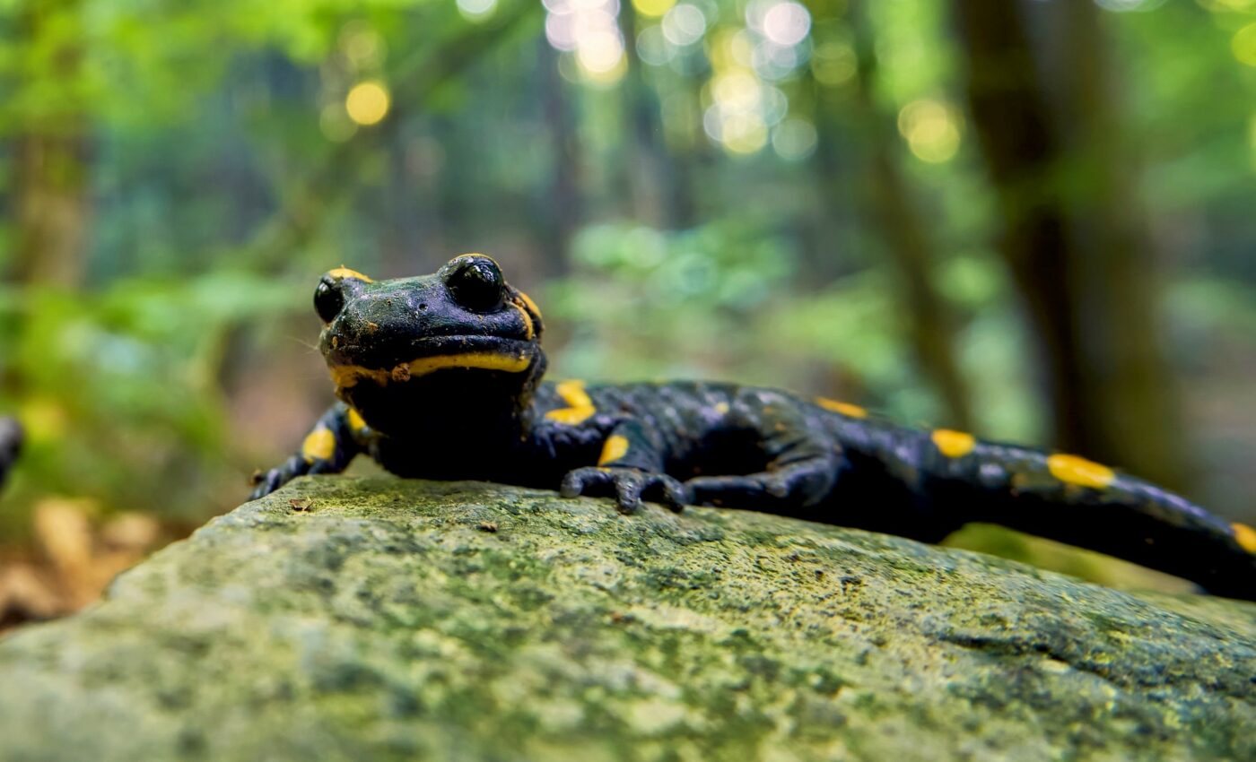 Some salamanders use skydiving postures to parachute out of trees