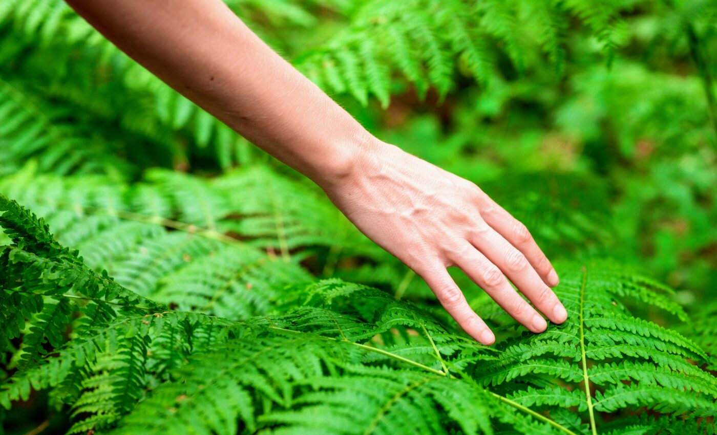 Study reveals new clues about how plants respond to touch