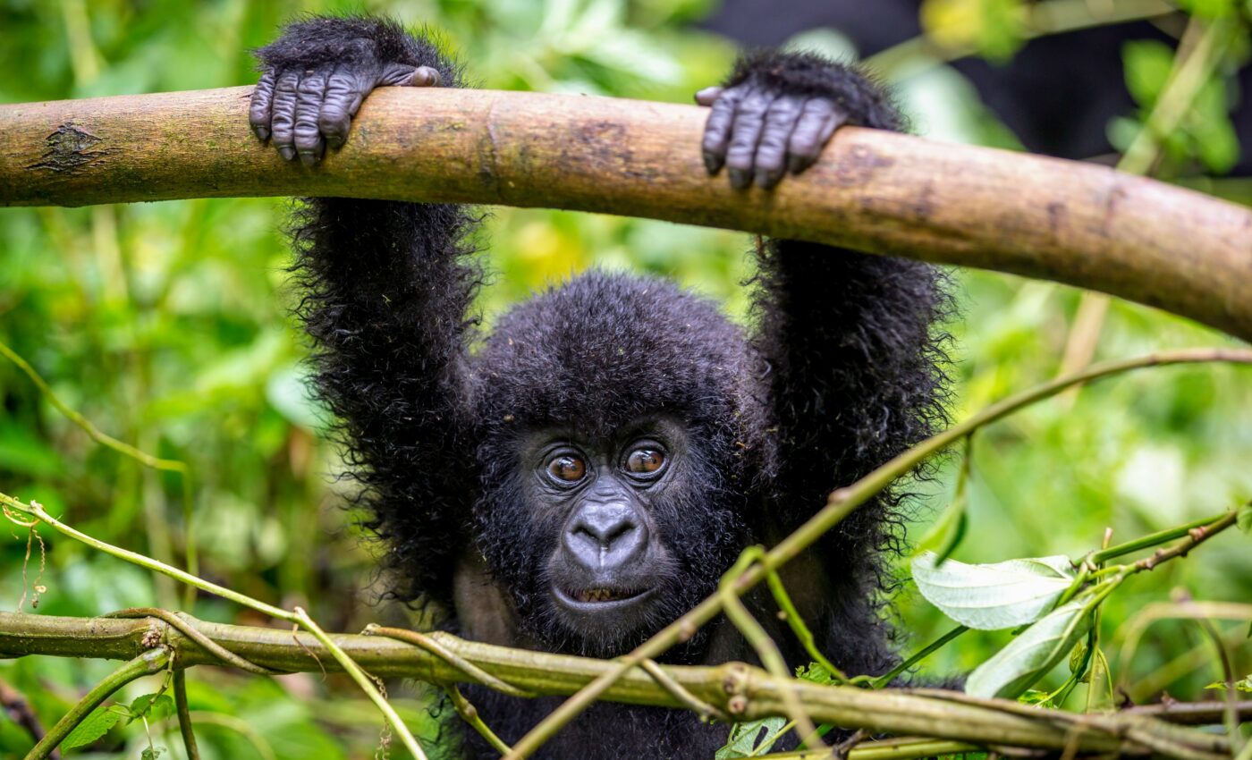 Monkeypox is spreading, but unlikely to cause a pandemic