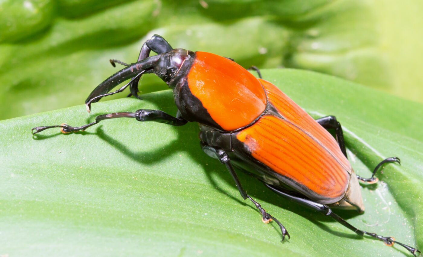 Pheromones could help control deadly palm weevils