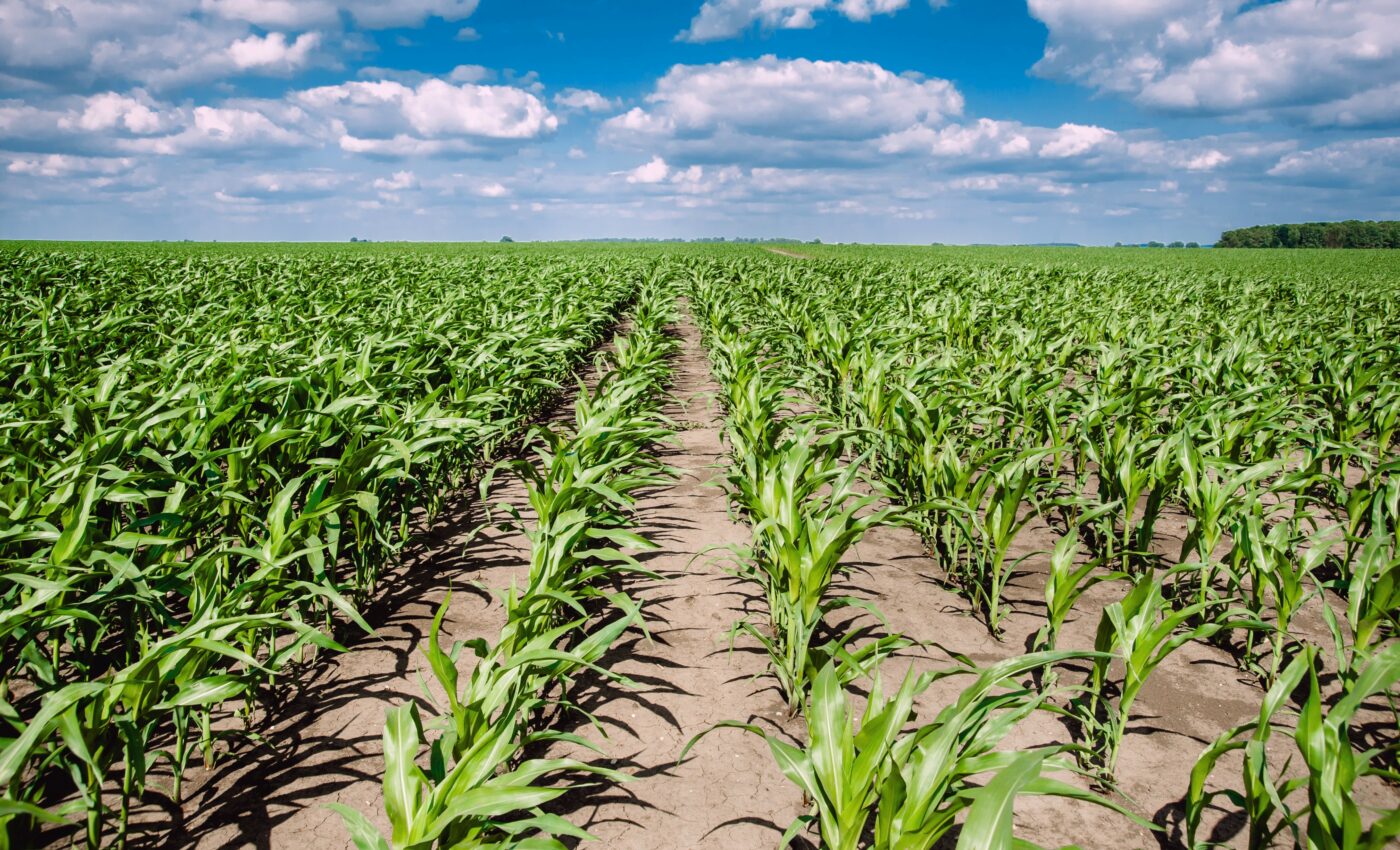 The U.S. Corn Belt will take a hard hit from climate change