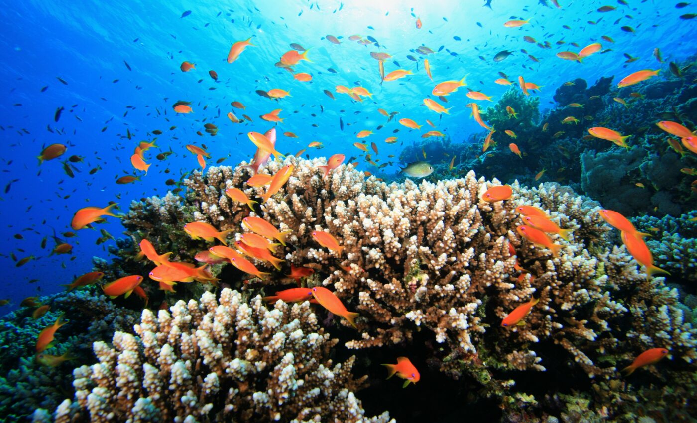 Healthy coral reefs crackle with the sounds of busy inhabitants