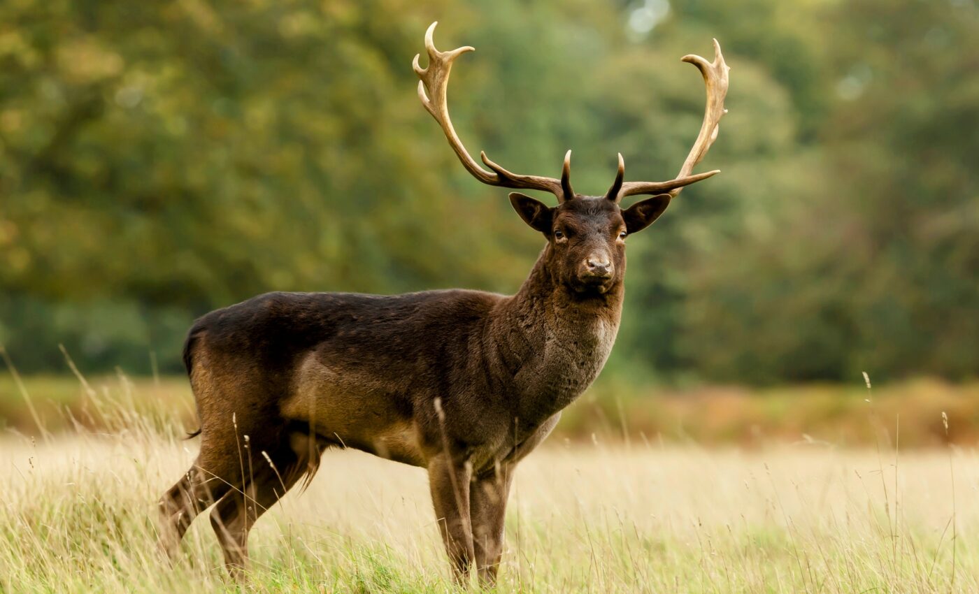 Stress gives animals a survival advantage, but only to a point