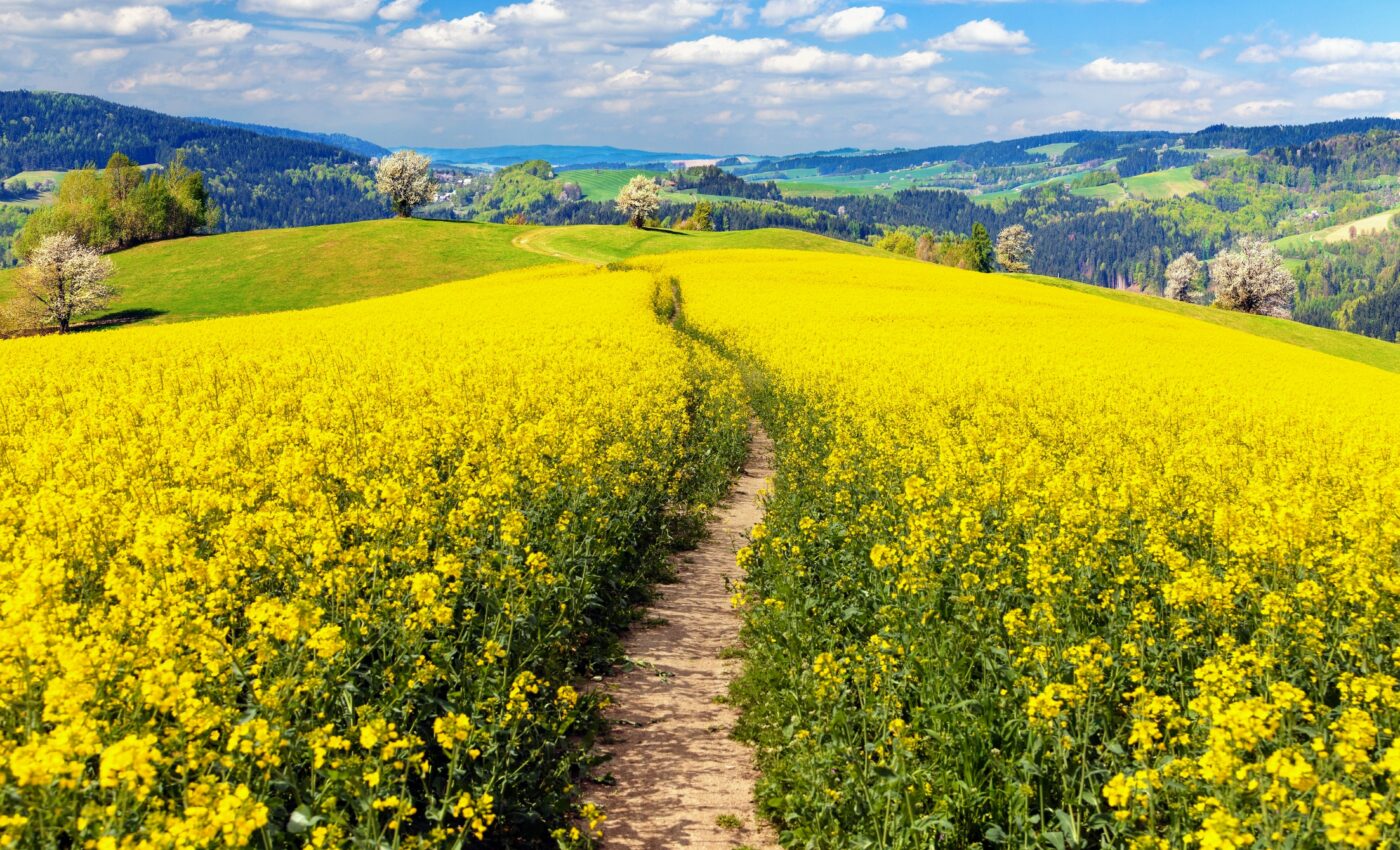 Plants release a variety of biological particles into the air