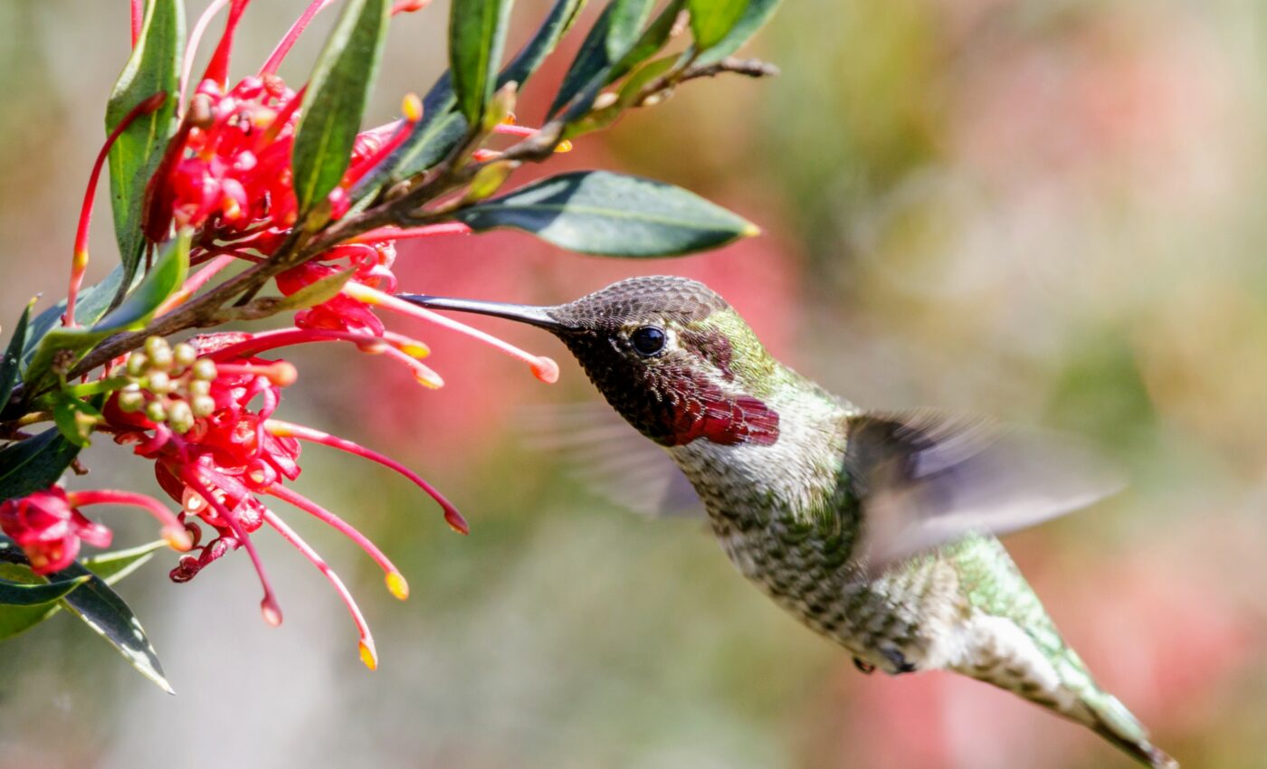 Hummingbirds cannot maintain an energetic lifestyle at high altitudes