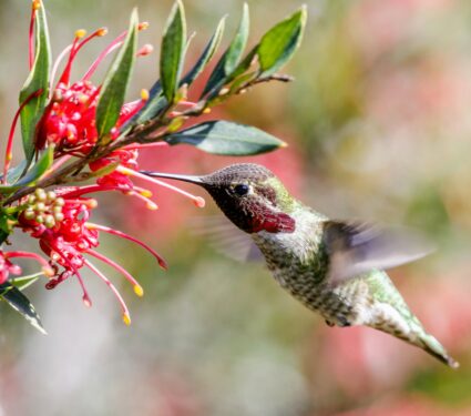 Hummingbirds-4.jpg
