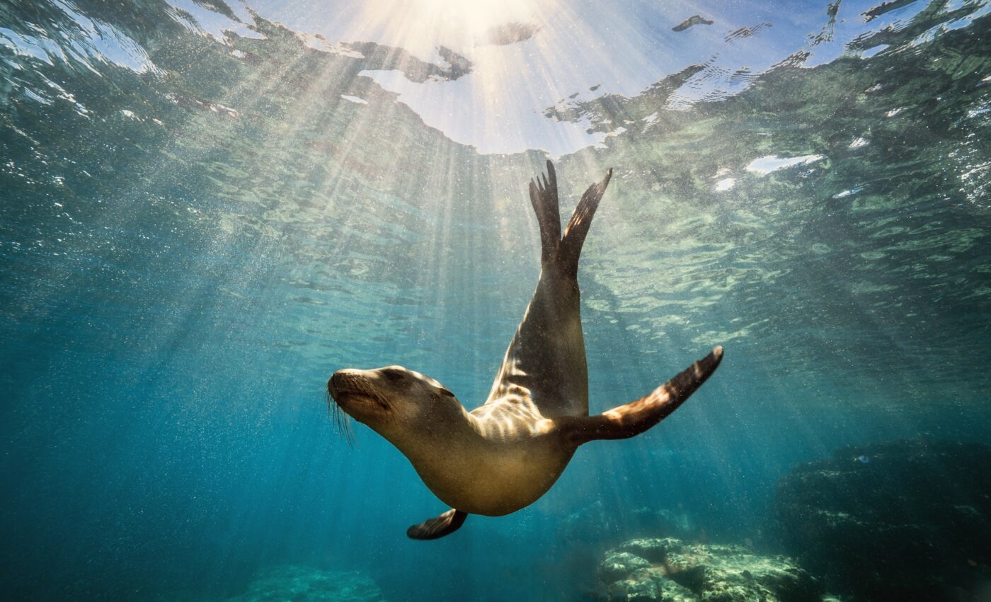 Can humans hear as well as seals underwater?
