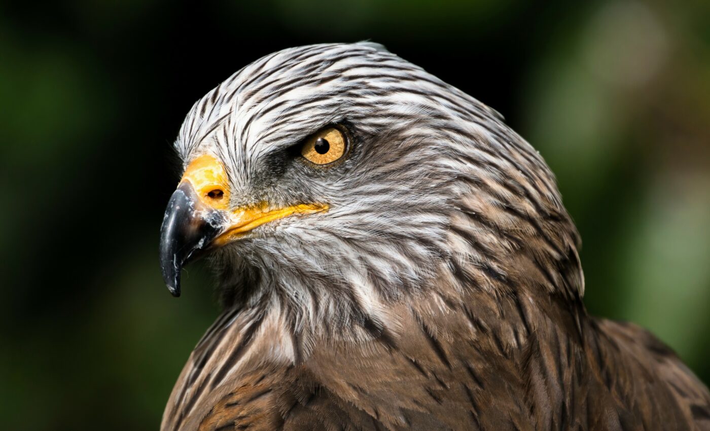 The world’s only nocturnal hawk may not see well in the dark