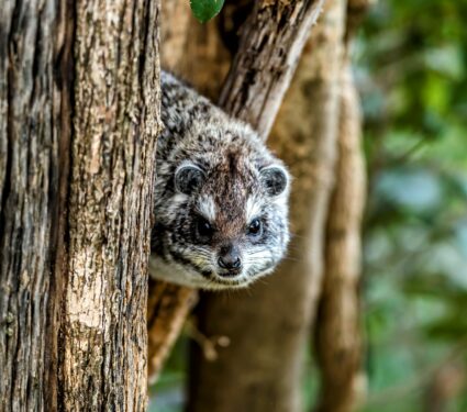 Tree-hyrax.jpg