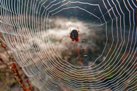 Spiders are using their webs to extend their hearing
