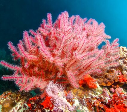Pink-sea-fan-corals.jpg