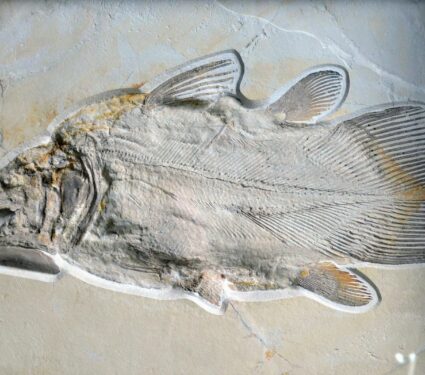 Fossil-fish.jpg