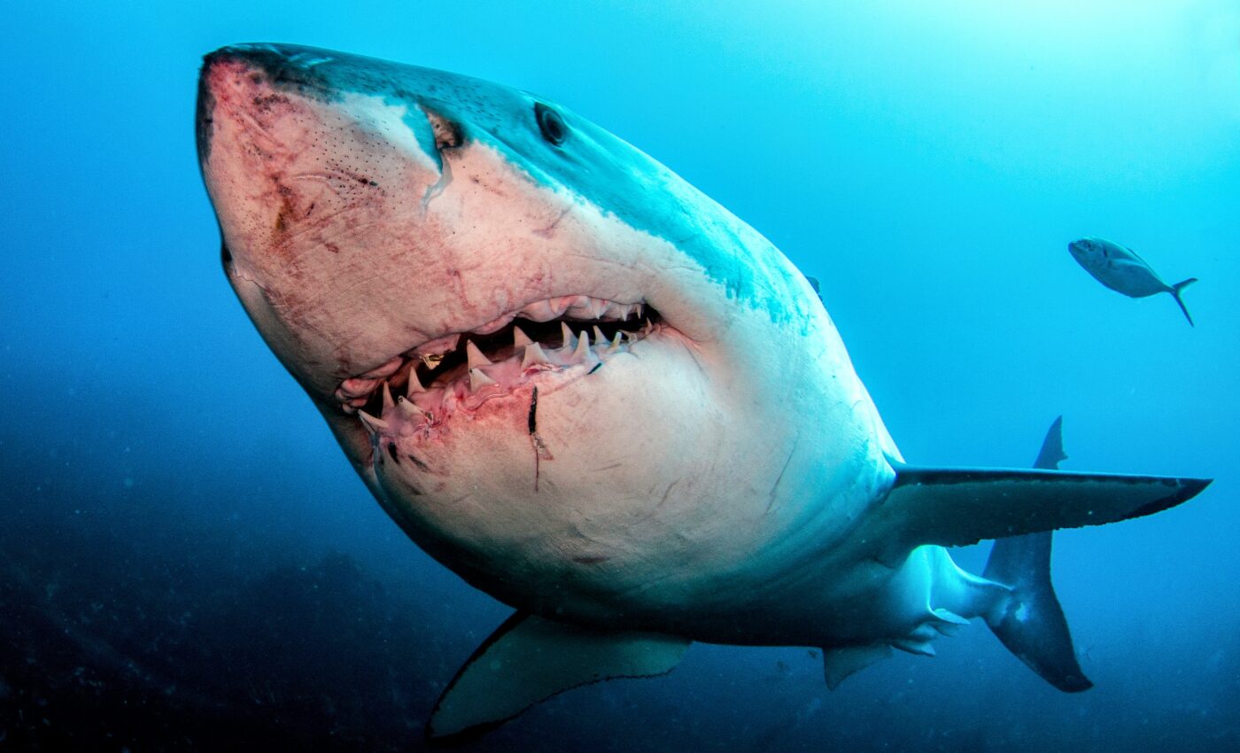 Great white sharks may have sped up Megalodon extinction