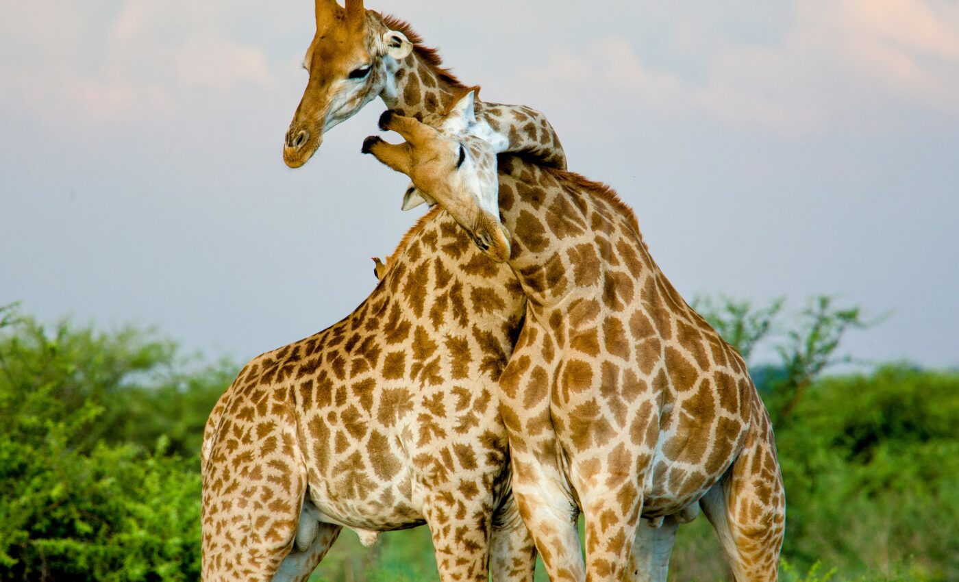 Strange fossil suggests giraffes evolved long necks for courtship
