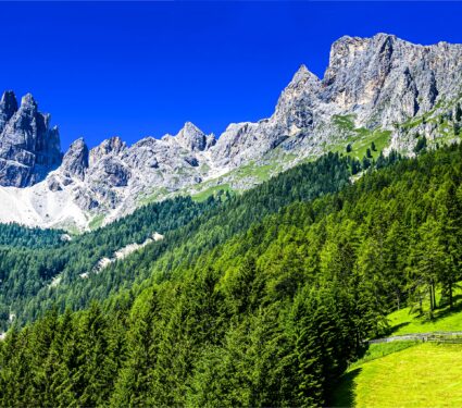 Alpine,Forest,On,A,Mountain,Slope.,Beautiful,Mountain,Forest,In