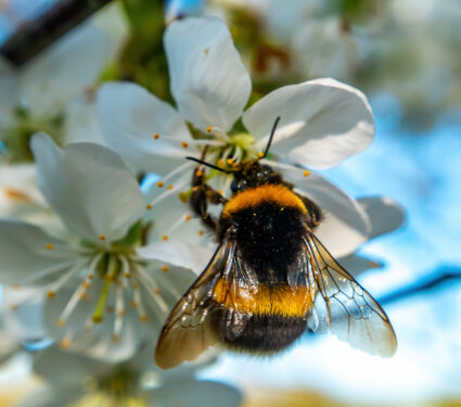 Bumblebee,Insect,On,White,Blooming,Cherry,Blossom.,Bumblebee,Insect.,The