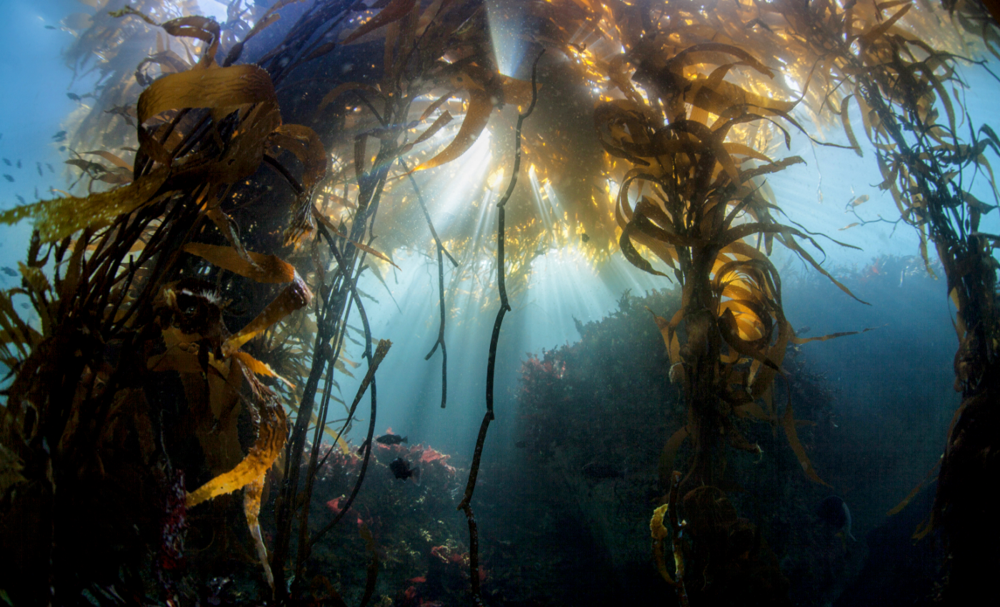 Giant kelp are struggling, but not in Patagonia