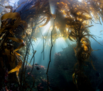 2022/06/Giant-kelp.png