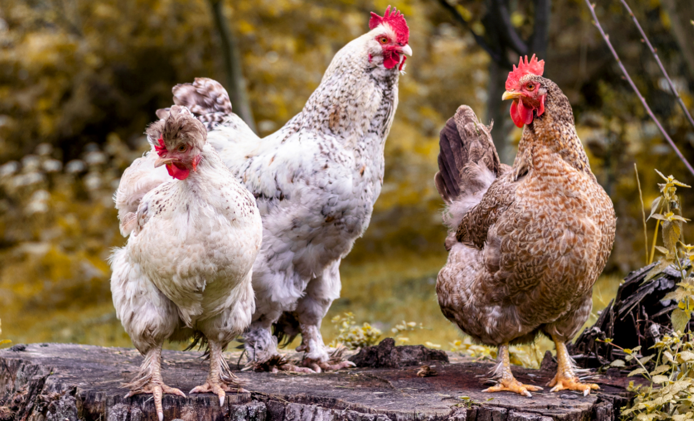 Study sheds new light on history of domestic chickens