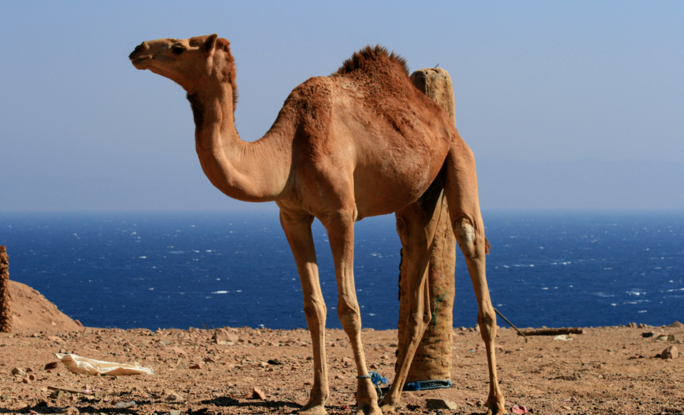 New clues about disease transmission among animals