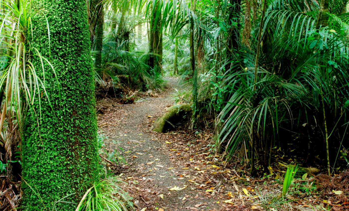 Exotic tree plantations often disturb local wildlife