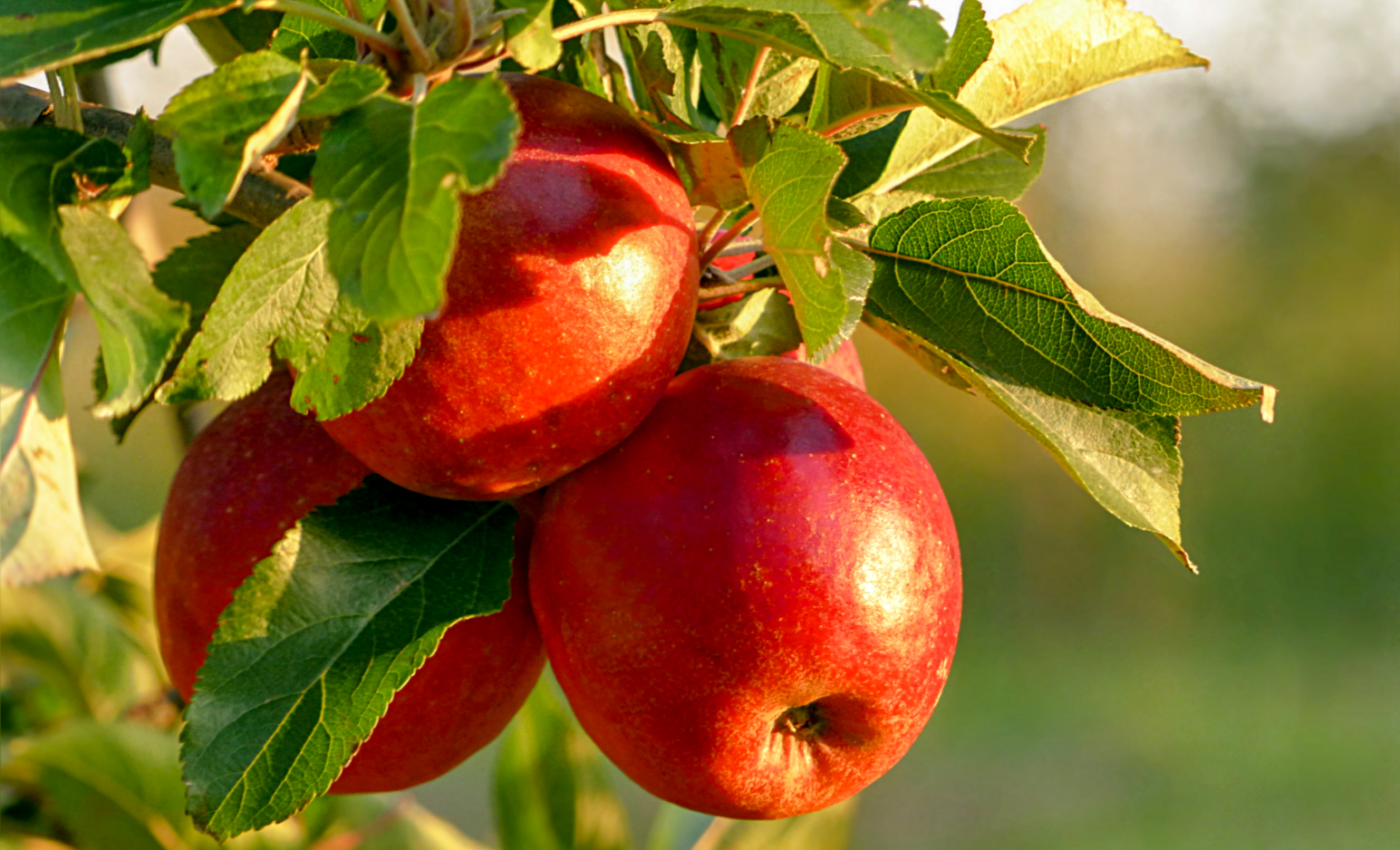 Nano-sensors can quickly detect pesticides on fruits