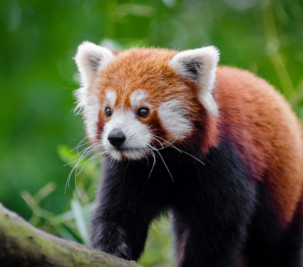 2022/06/Red-Panda.png