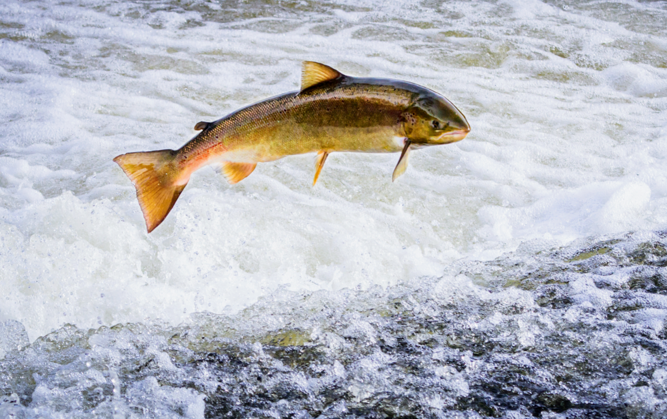 Decline in Atlantic salmon linked to humans and climate