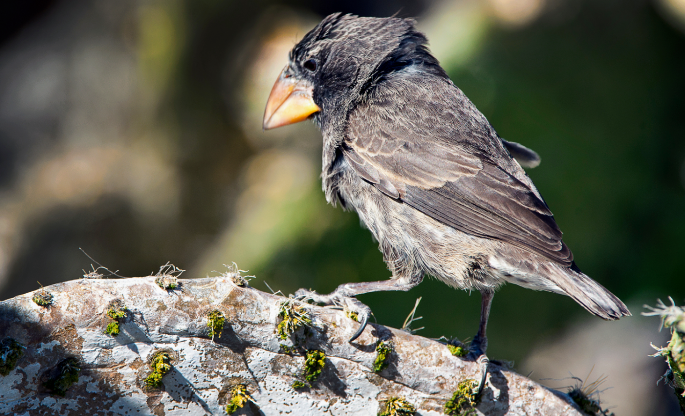 Darwin's finches continue to surprise scientists