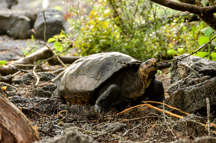 Giant tortoise believed extinct found in the Galápagos