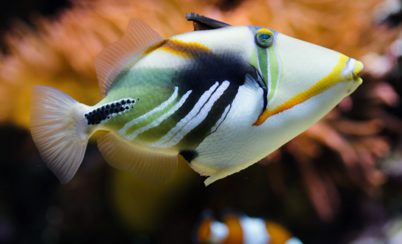 Predatory fish become more voracious as waters warm